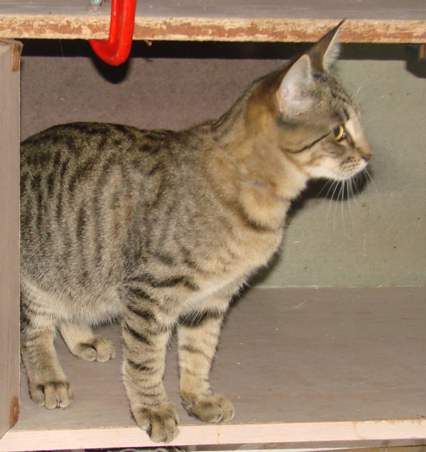 picture of Francine, a Domestic Short Hair gray tabby