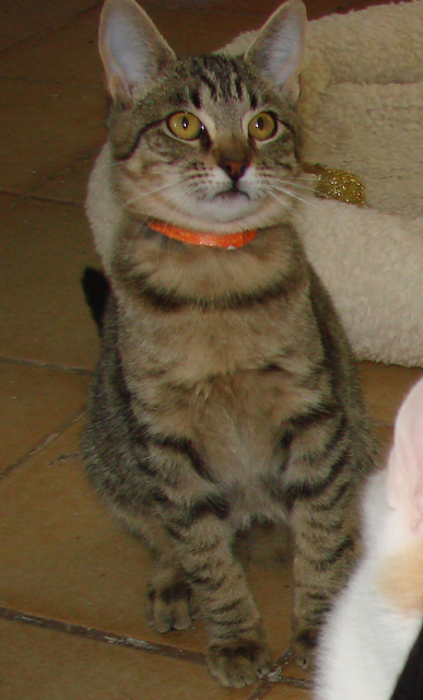 picture of Francine, a Domestic Short Hair gray tabby