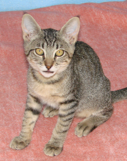 picture of Francine, a Domestic Short Hair gray tabby