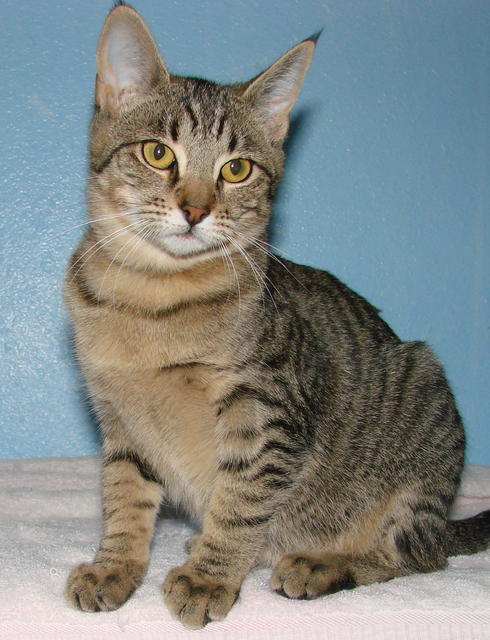 picture of Francine, a Domestic Short Hair gray tabby