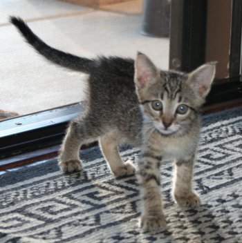 picture of Fritzi, a Domestic Short Hair black/white cow