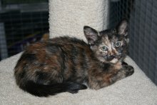 another picture of Sprinkles, a Domestic Short Hair tortoiseshell