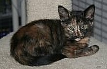 picture of Sprinkles, a Domestic Short Hair tortoiseshell