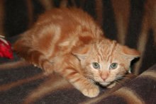 another picture of Tangerine, a Domestic Short Hair orange classic tabby