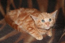 picture of Tangerine, a Domestic Short Hair orange classic tabby
