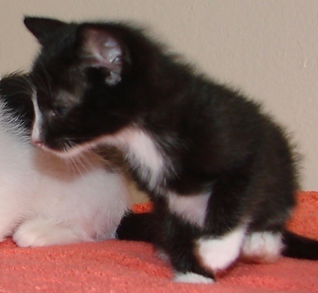 [picture of Peanut, a Domestic Short Hair black/white cat]