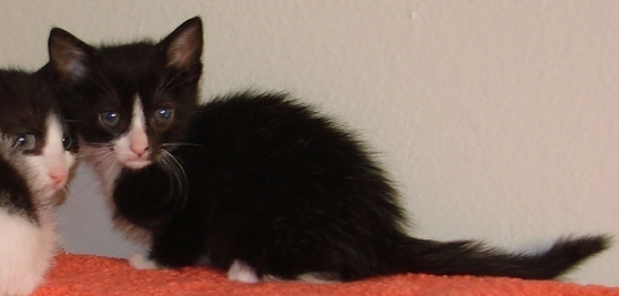 [picture of Peanut, a Domestic Short Hair black/white cat]