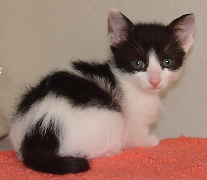 [picture of Crackers, a Domestic Short Hair white/black cat]
