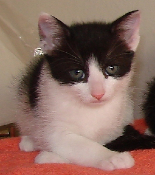 [picture of Crackers, a Domestic Short Hair white/black cat]