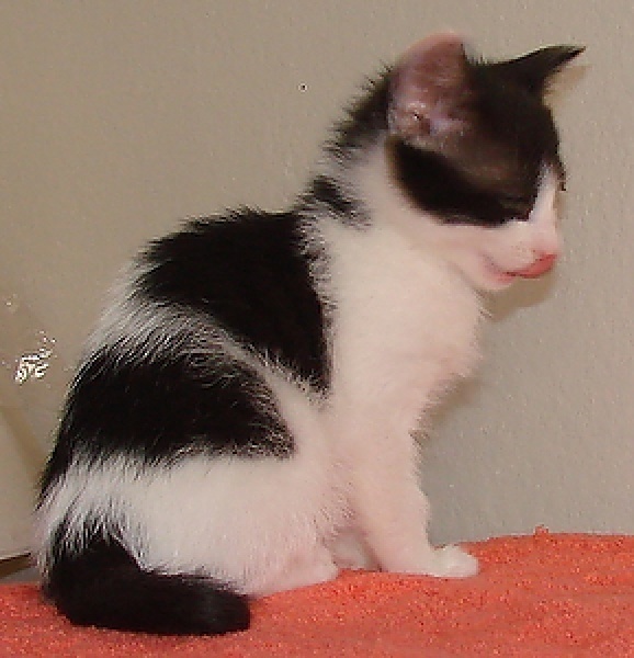 [picture of Crackers, a Domestic Short Hair white/black cat]