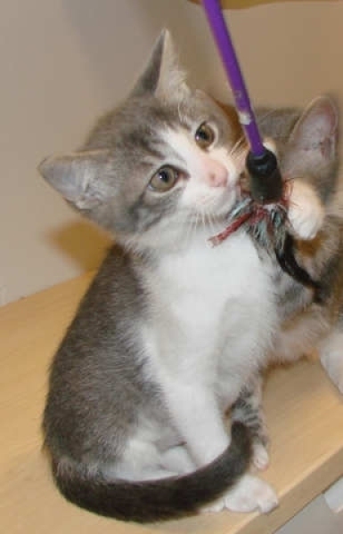[picture of Popcorn, a Domestic Short Hair gray tabby/white cat]