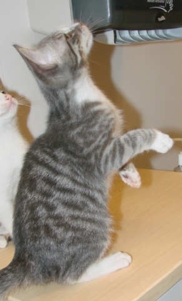 [picture of , a Domestic Short Hair gray tabby/white cat]