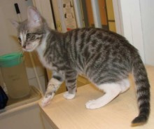 [picture of , a Domestic Short Hair gray tabby/white cat]