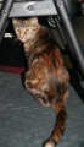 [picture of Nancy, a Domestic Short Hair tortoiseshell tabby cat]