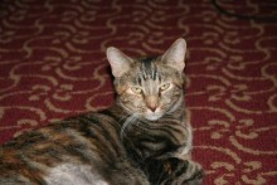 [picture of Nancy, a Domestic Short Hair tortoiseshell tabby cat]