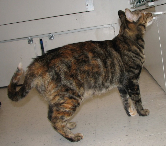 [picture of Nancy, a Domestic Short Hair tortoiseshell tabby cat]