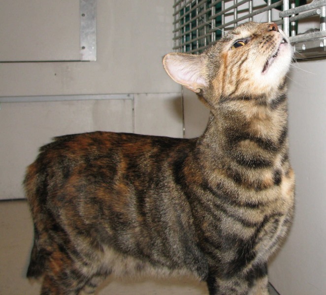 [picture of Nancy, a Domestic Short Hair tortoiseshell tabby cat]