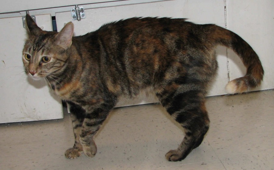 [picture of Nancy, a Domestic Short Hair tortoiseshell tabby cat]