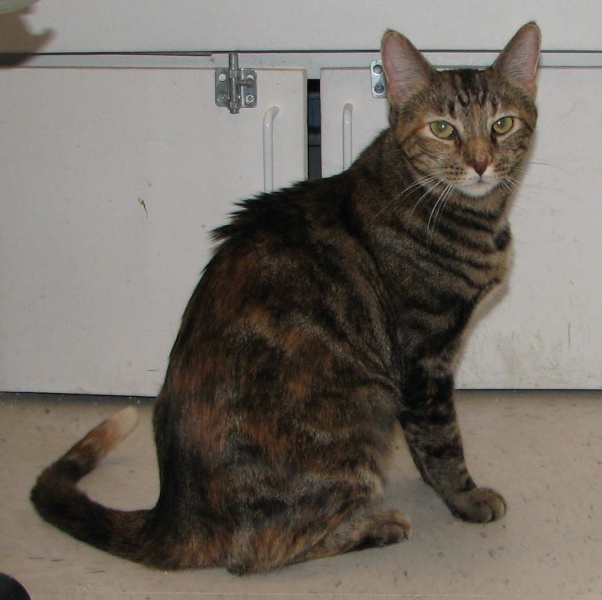 [picture of Nancy, a Domestic Short Hair tortoiseshell tabby cat]