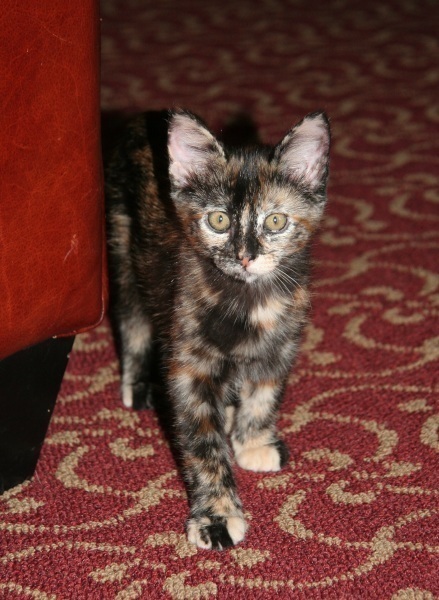 [picture of Natalie, a Domestic Short Hair tortoiseshell cat]