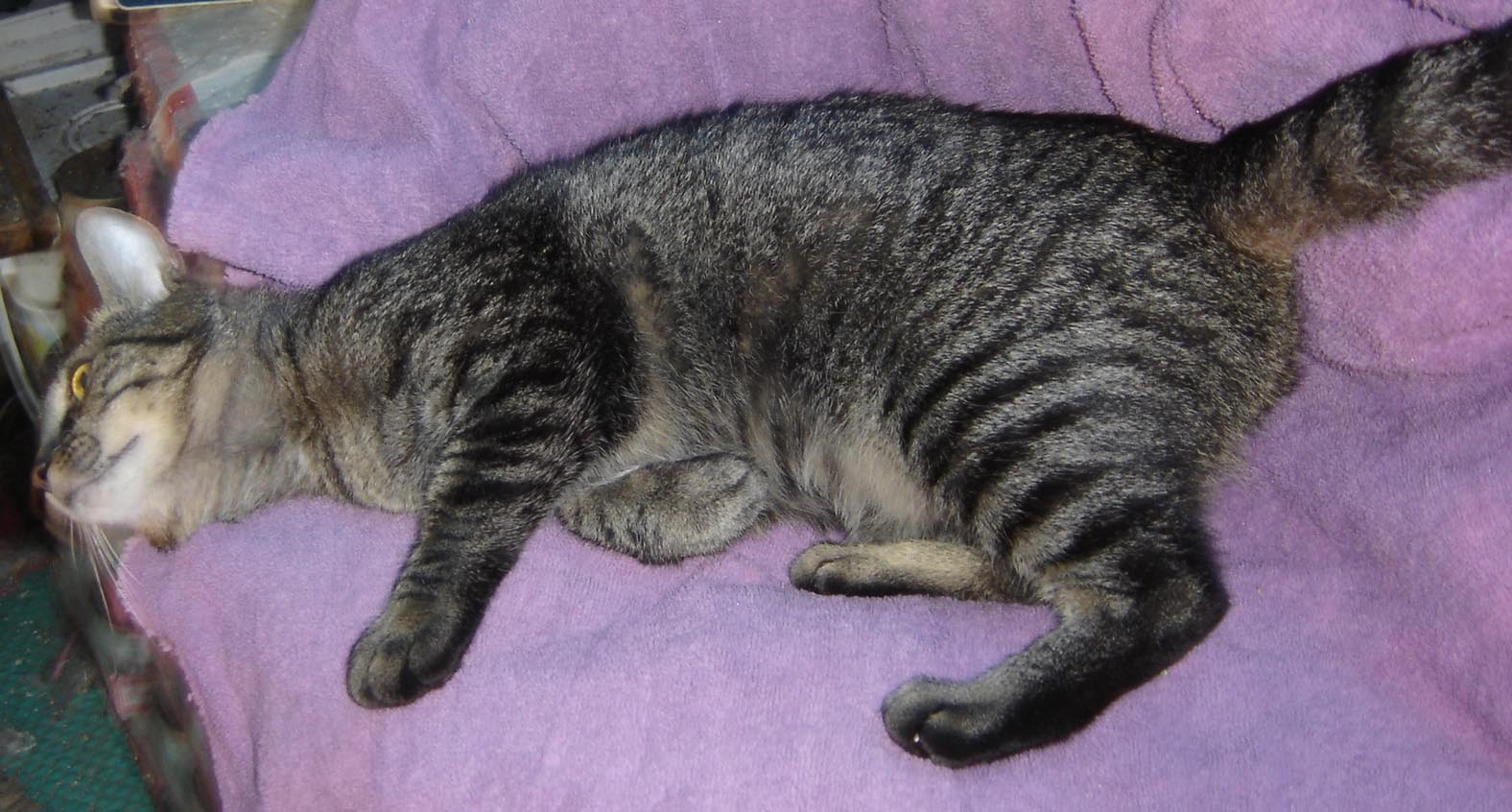 picture of Riley, a Domestic Short Hair black/gray tabby