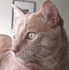A picture of #xx00012: Thomas O'Malley a Domestic Short Hair orange tabby