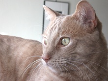 [picture of Thomas O'Malley, a Domestic Short Hair orange tabby\ cat] 