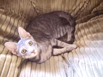 [picture of Delilah, a Domestic Short Hair gray tabby cat]