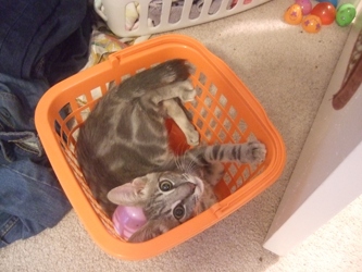 [picture of Delilah, a Domestic Short Hair gray tabby cat]