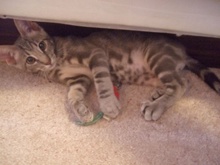 [picture of Delilah, a Domestic Short Hair gray tabby\ cat] 