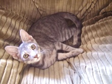 [another picture of Darius, a Domestic Short Hair gray tabby\ cat] 