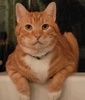 A picture of #xx00200: Clarke a Domestic Short Hair orange/white